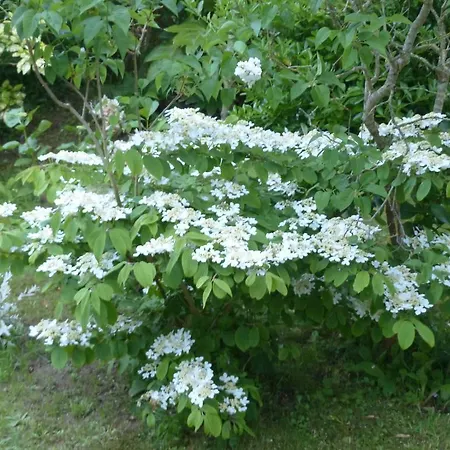 La Flore De Lys, Lovely Ideal For 2 Adults And 2 Kids Semesterbostad *